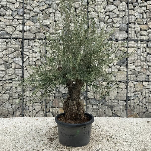 Gnarled Olive Tree J766 - Image 2