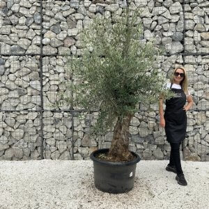 Gnarled Olive Tree J691