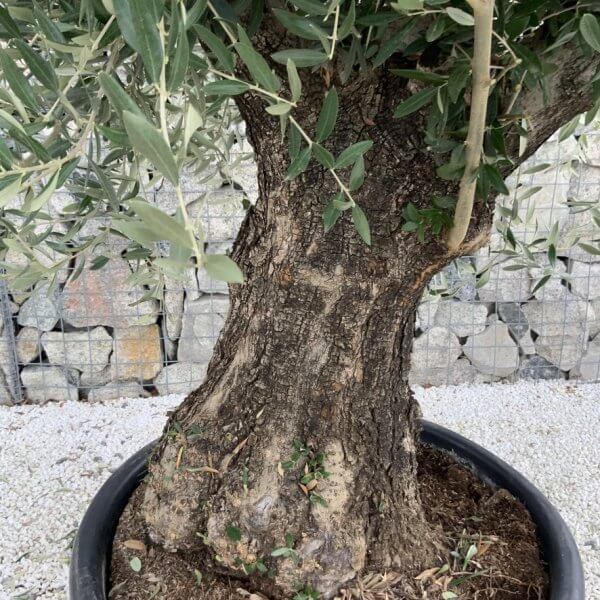 Gnarled Olive Tree J704 - Image 3