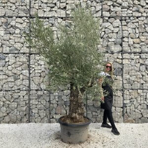 Gnarled Olive Tree J747