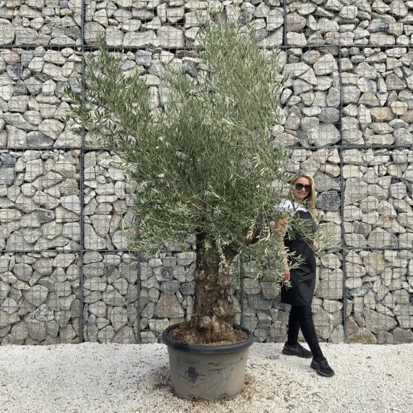 Gnarled Olive Tree J747