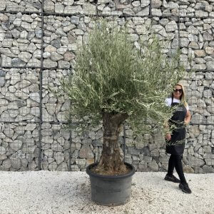 Gnarled Olive Tree J732