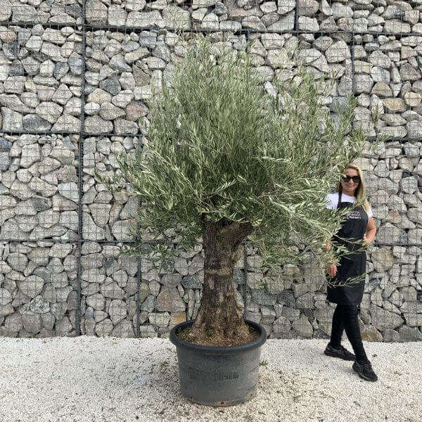 Gnarled Olive Tree J731