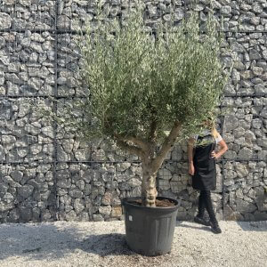 Olive Tree Tuscan Multi Stem Chunky Trunk J776