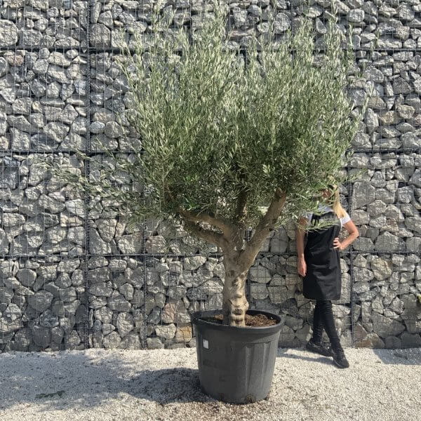 Olive Tree Tuscan Multi Stem Chunky Trunk J776