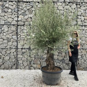Gnarled Olive Tree J715