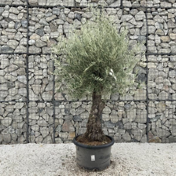 Gnarled Olive Tree J717 - Image 2