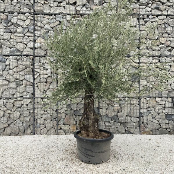 Gnarled Olive Tree J693 - Image 2