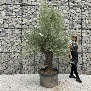 Gnarled Olive Tree J671