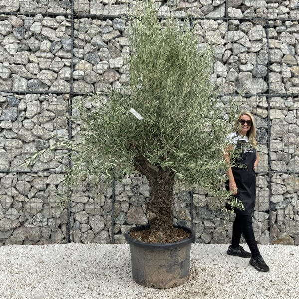 Gnarled Olive Tree J671