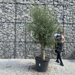 Olive Tree Tuscan Chunky Trunk  J784