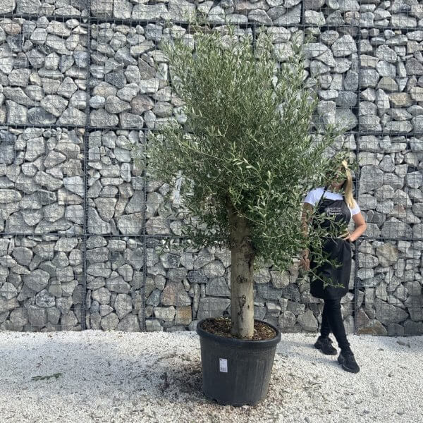 Olive Tree Tuscan Chunky Trunk  J784