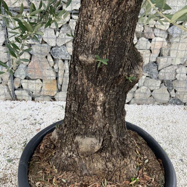 Gnarled Olive Tree J706 - Image 3