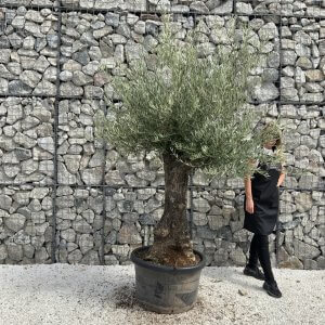 Gnarled Olive Tree J738