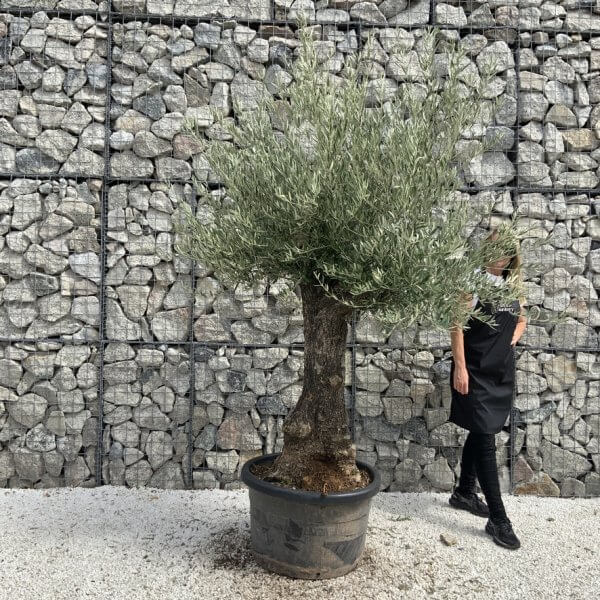 Gnarled Olive Tree J738