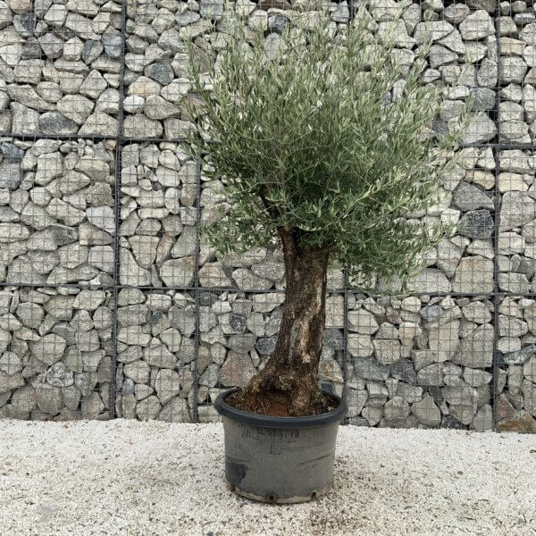 Gnarled Olive Tree J662 - Image 2