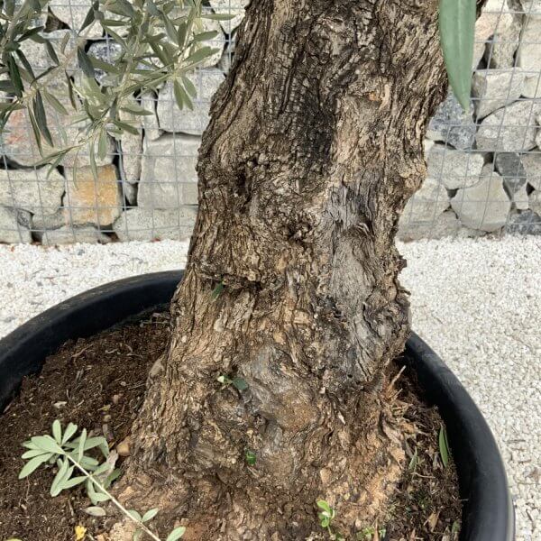 Gnarled Olive Tree J691 - Image 3