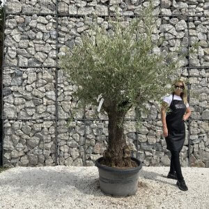 Gnarled Olive Tree J737