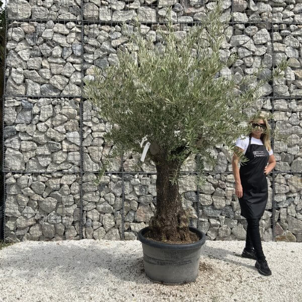 Gnarled Olive Tree J737