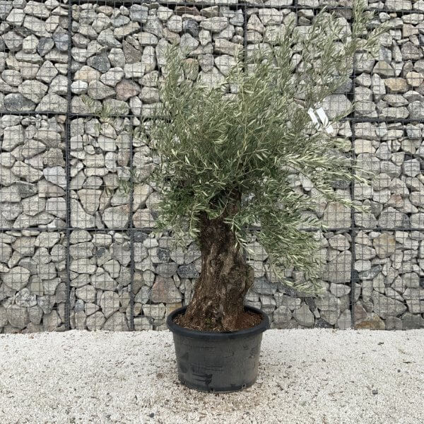 Gnarled Olive Tree J686 - Image 2