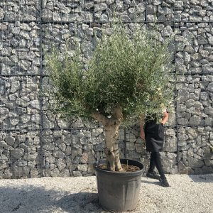 Olive Tree Tuscan Multi Stem Chunky Trunk J775