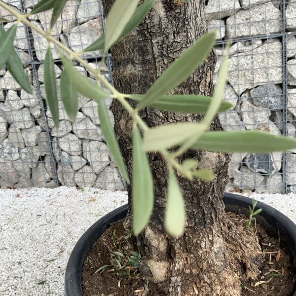 Gnarled Olive Tree J758 - Image 3