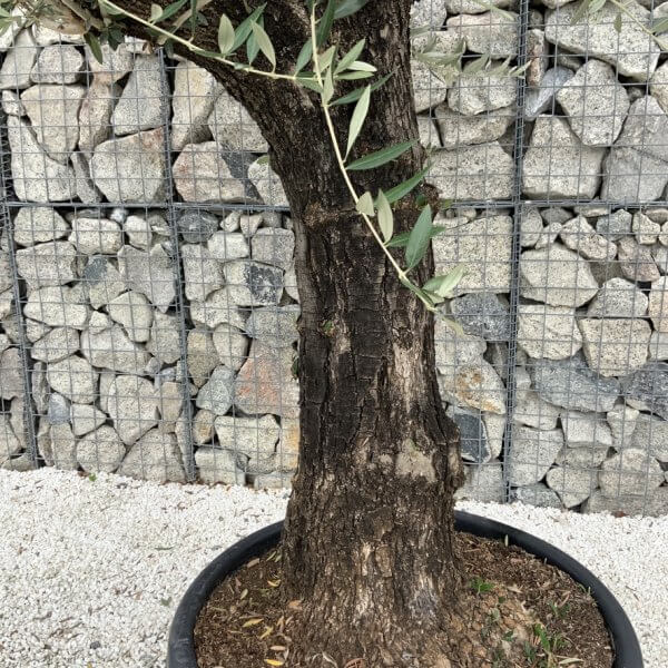 Gnarled Olive Tree J688 - Image 3