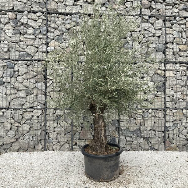 Gnarled Olive Tree J680 - Image 2