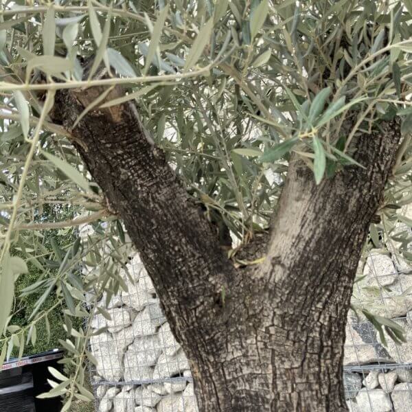 Gnarled Olive Tree J682 - Image 3