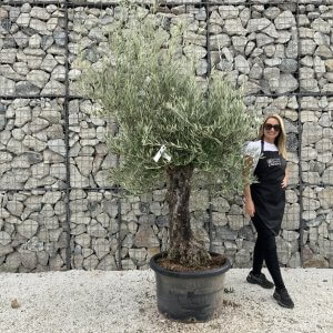 Gnarled Olive Tree J719