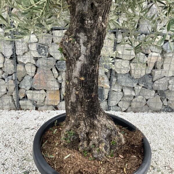 Gnarled Olive Tree J719 - Image 3