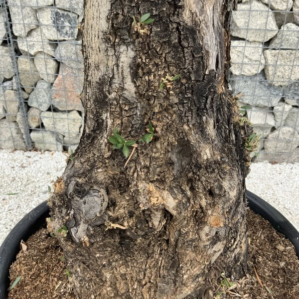 Gnarled Olive Tree J690 - Image 3