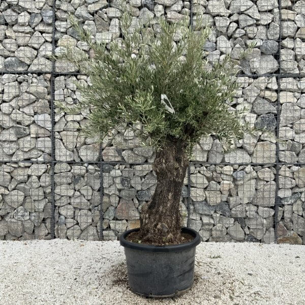 Gnarled Olive Tree J741 - Image 2