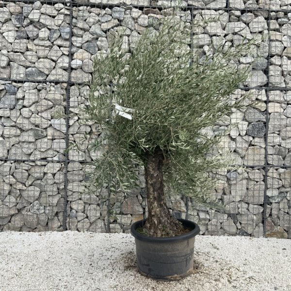 Gnarled Olive Tree J744 - Image 2