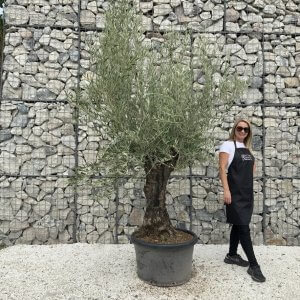 Gnarled Olive Tree J679