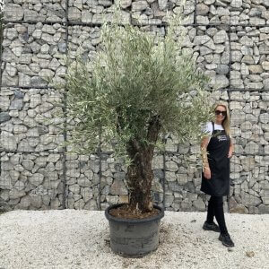 Gnarled Olive Tree J764