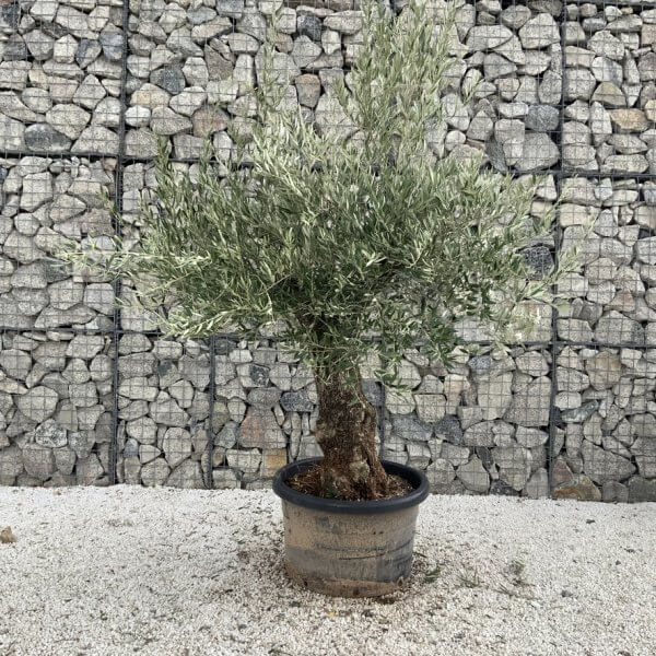 Gnarled Olive Tree J709 - Image 2