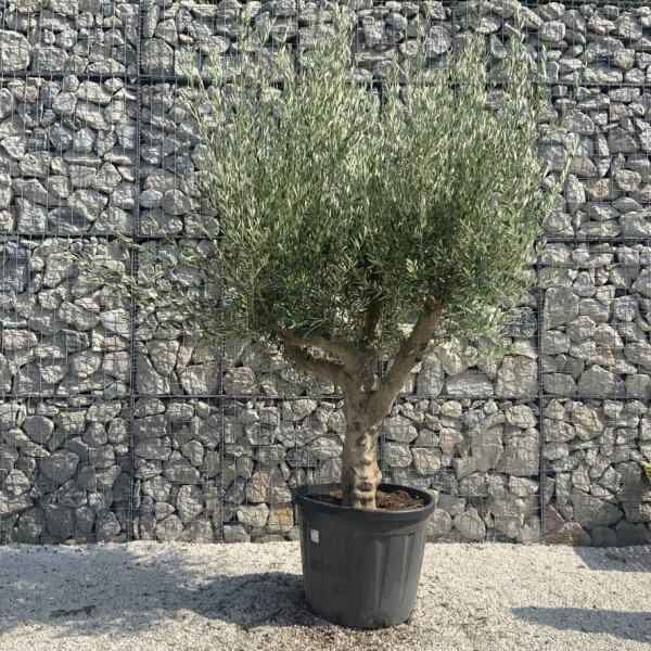 Olive Tree Tuscan Multi Stem Chunky Trunk J776 - Image 2