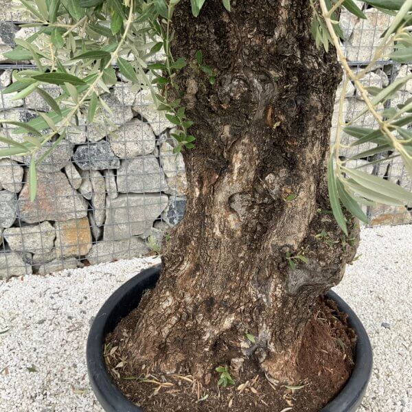 Gnarled Olive Tree J686 - Image 3