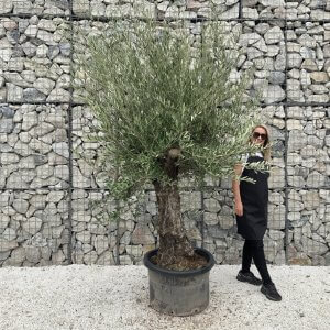 Gnarled Olive Tree J687