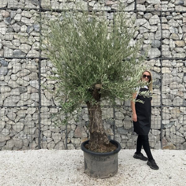 Gnarled Olive Tree J687