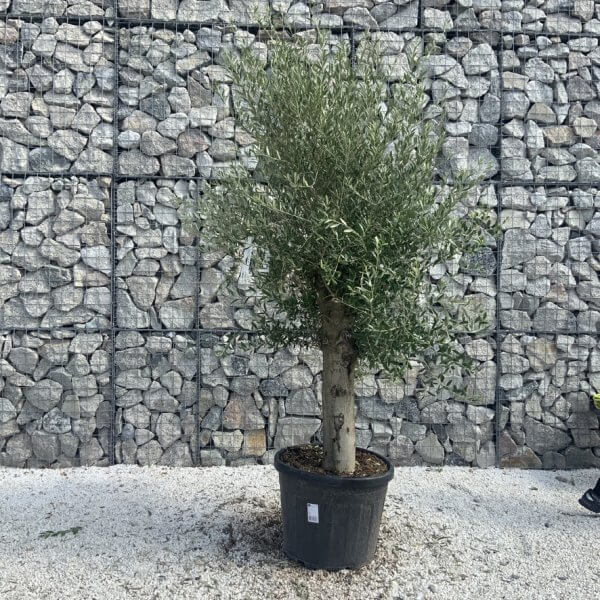Olive Tree Tuscan Chunky Trunk  J784 - Image 2