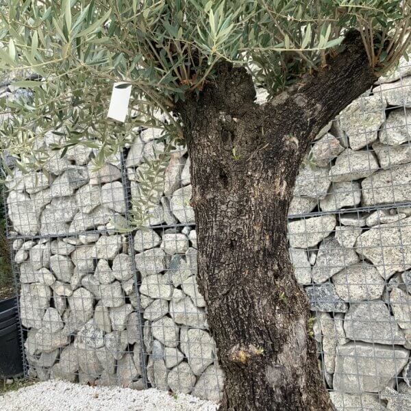 Gnarled Olive Tree J664 - Image 3