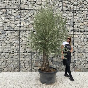 Gnarled Olive Tree J685
