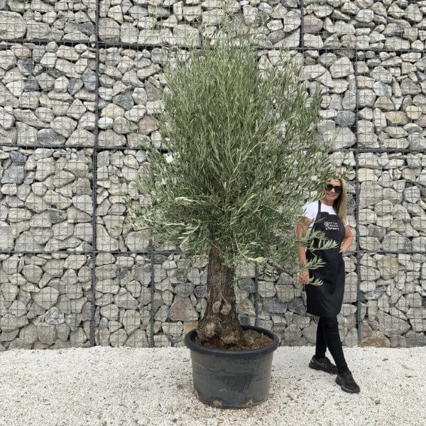Gnarled Olive Tree J685
