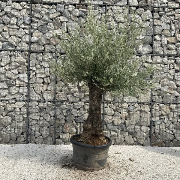 Gnarled Olive Tree J738 - Image 2
