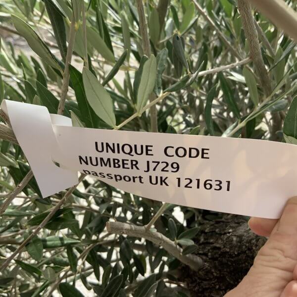Gnarled Olive Tree J729 - Image 4