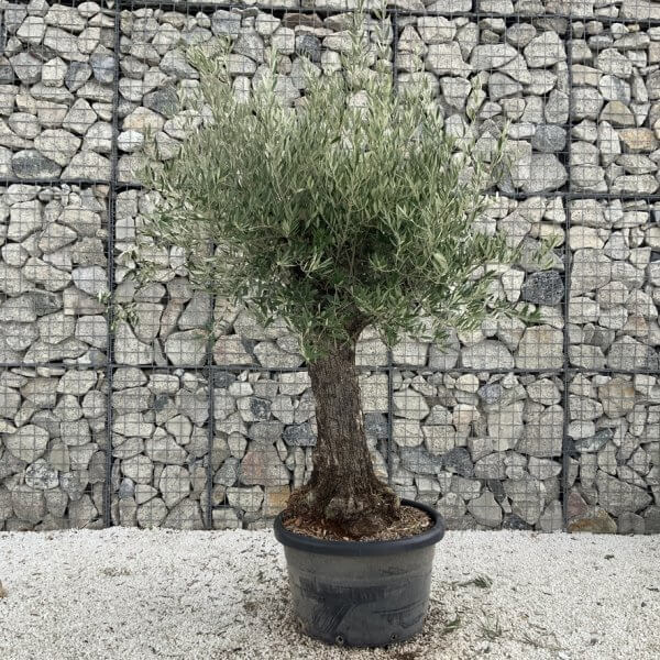 Gnarled Olive Tree J707 - Image 2