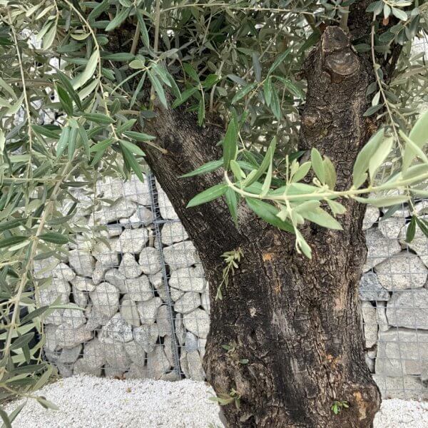 Gnarled Olive Tree J764 - Image 3