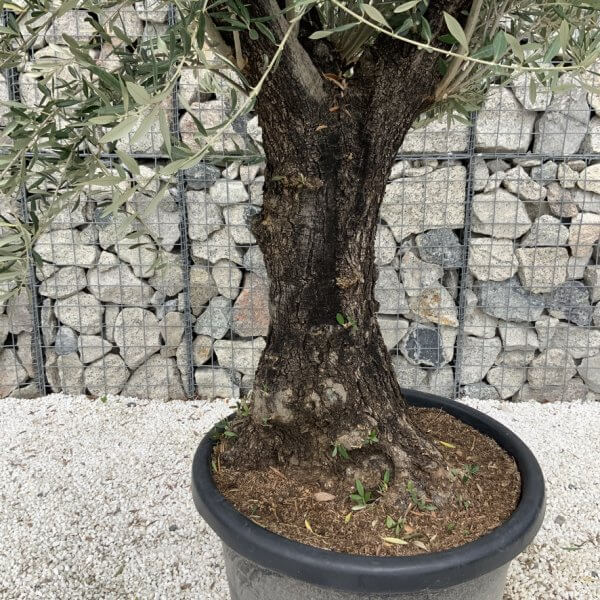 Gnarled Olive Tree J679 - Image 3